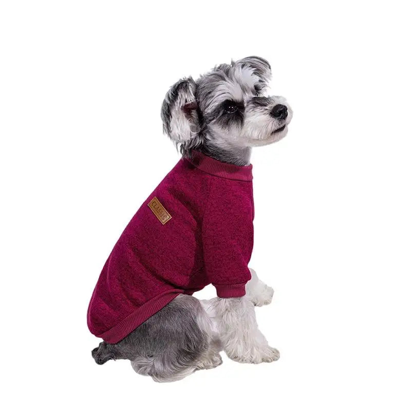 A small, gray and white dog wearing a deep magenta cozy winter jacket.