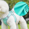 A white dog wearing a teal harness and a rolled-up teal fabric accessory.