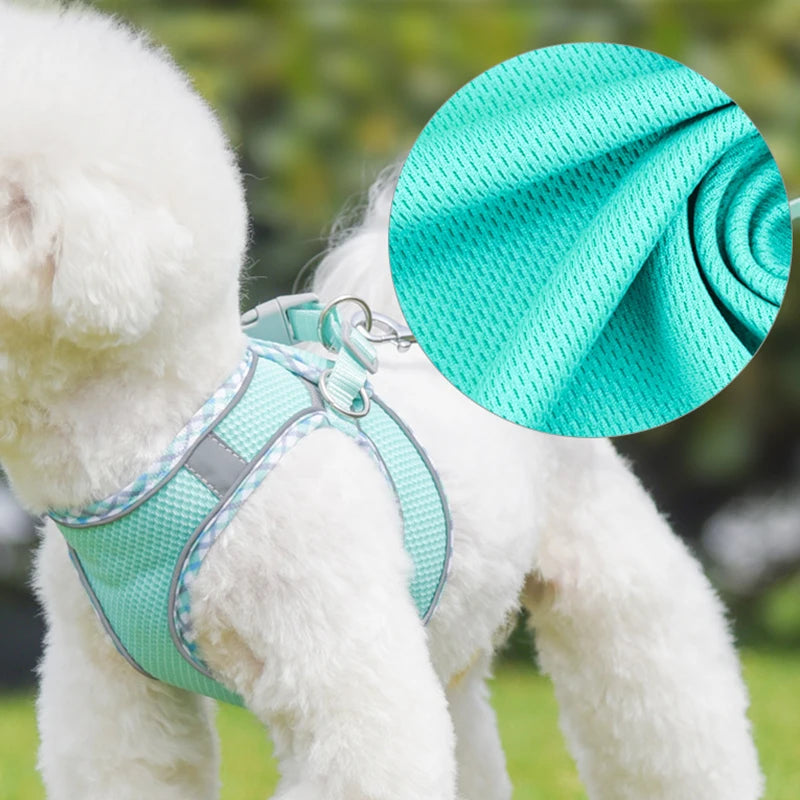 A white dog wearing a teal harness and a rolled-up teal fabric accessory.