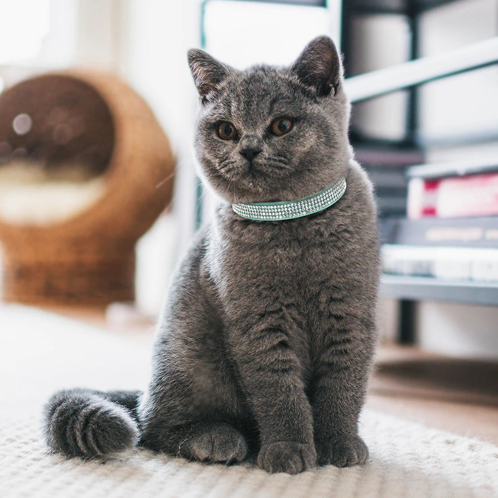 A fluffy gray cat wearing a pink suede rhinestone collar with a safety breakaway buckle.