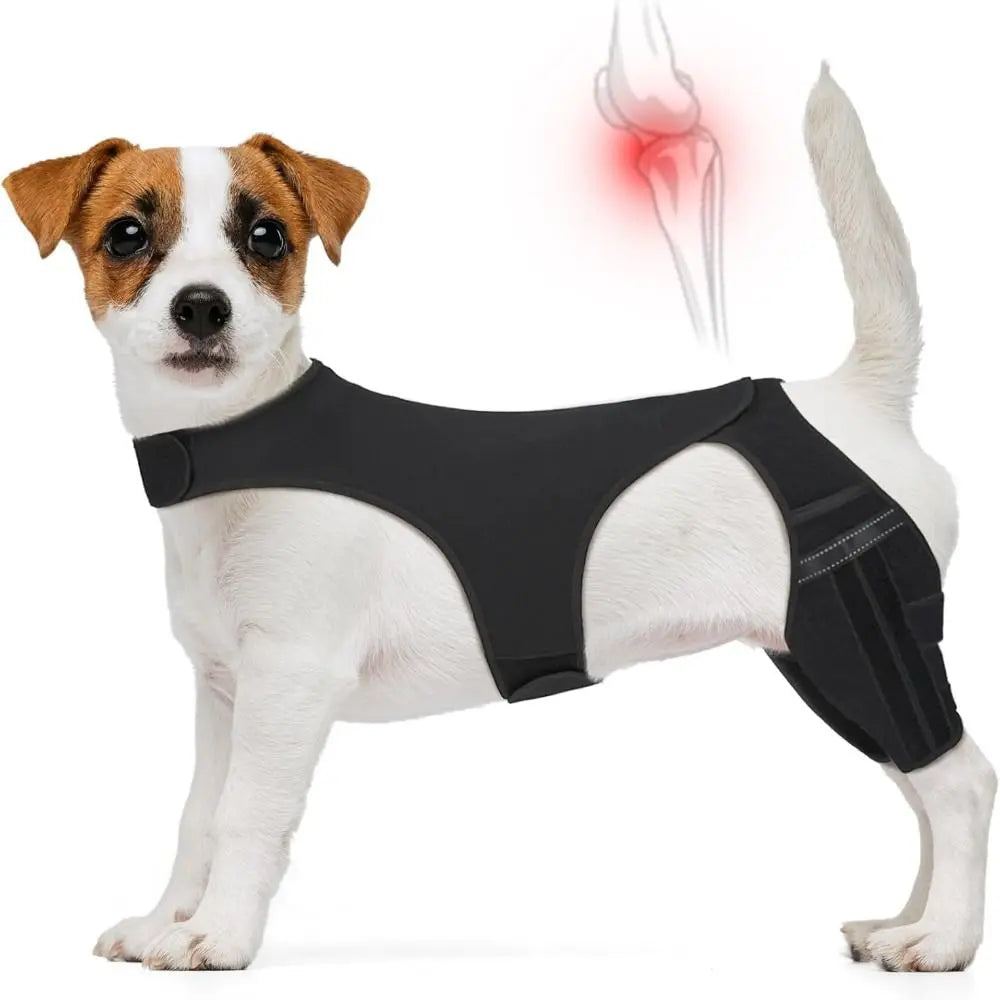 Un chien blanc portant une attelle de genou et de joint noire réglable.