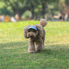 Gorra de Béisbol Ajustable para Perros