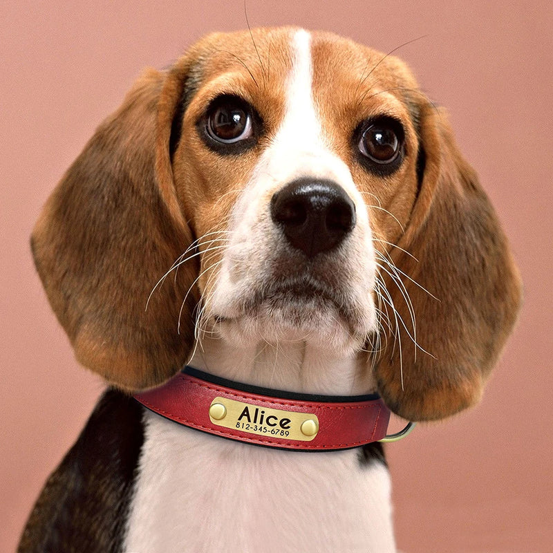 Personalisierte gepolsterte Leder-Hundehalsband mit graviertem Namensschild