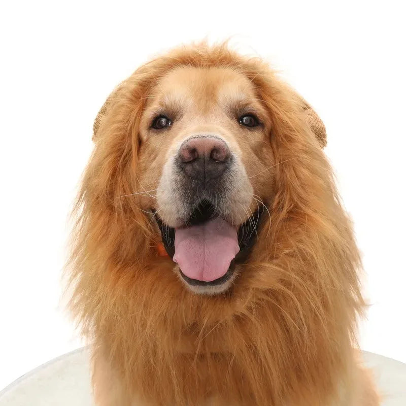 A golden retriever with a lion mane costume smiling and panting.
