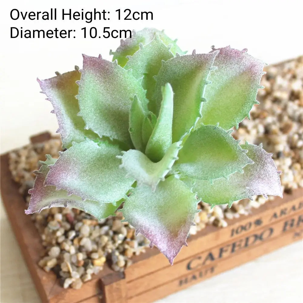 A light green succulent plant with pink edges is displayed in a wooden box on a textured surface.