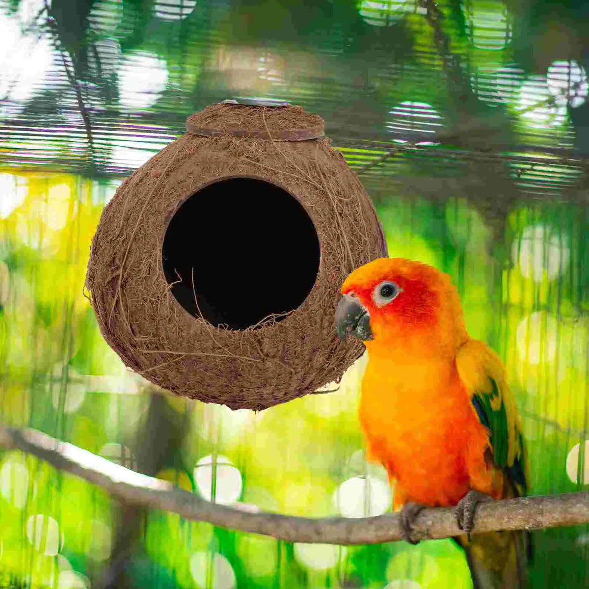 A bright orange parrot sits on a branch in front of a large, natural coconut shell bird nest.