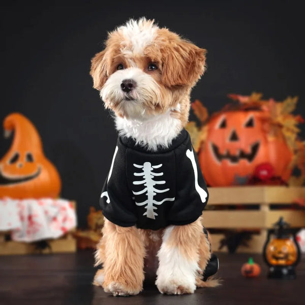 A fluffy, light brown and white dog is wearing a black skeleton costume in front of carved Halloween pumpkins.