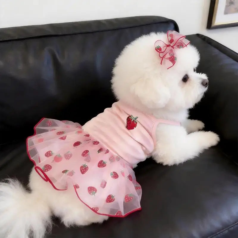 A white poodle wearing a pink strawberry princess dress with a floral bow sitting on a black couch.
