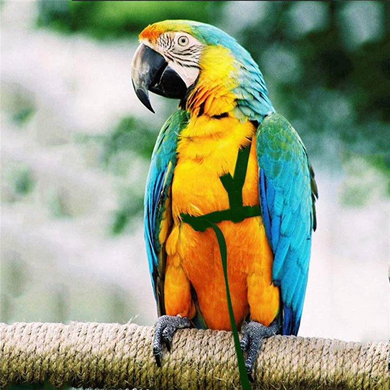 Bird Harness and Leash Set for Outdoor Adventures