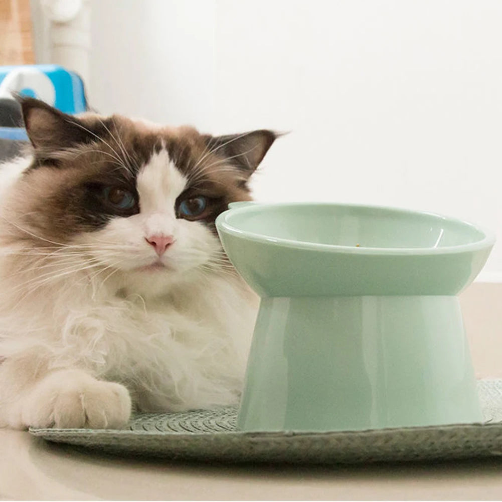 A fluffy brown and white cat looks at an ergonomic tilted food bowl with a non-slip base.