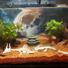 Articulated Dragon Skeleton Aquarium Ornament