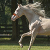 Bridon en cuir réglable pour cheval (Hackamore)