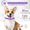 A happy dog wearing a purple pheromone calming collar, promoting relaxation and calm behavior.
