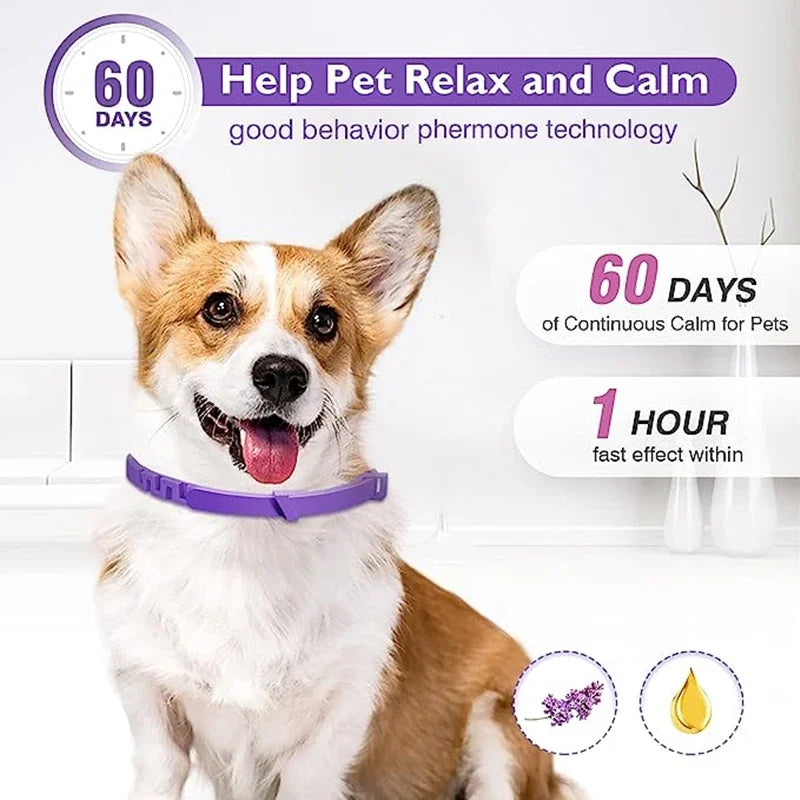 A happy dog wearing a purple pheromone calming collar, promoting relaxation and calm behavior.