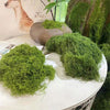 Natural Green Preserved Moss for DIY Crafts and Decor