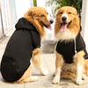 A golden retriever wearing a black hoodie, sitting next to another dog.