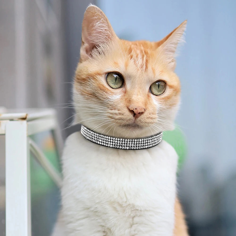 An orange tabby cat wearing a silver rhinestone collar with a safety breakaway buckle.