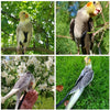 Bird Harness and Leash Set for Outdoor Adventures