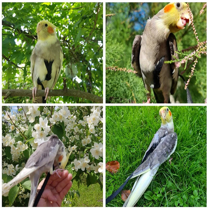 Bird Harness and Leash Set for Outdoor Adventures