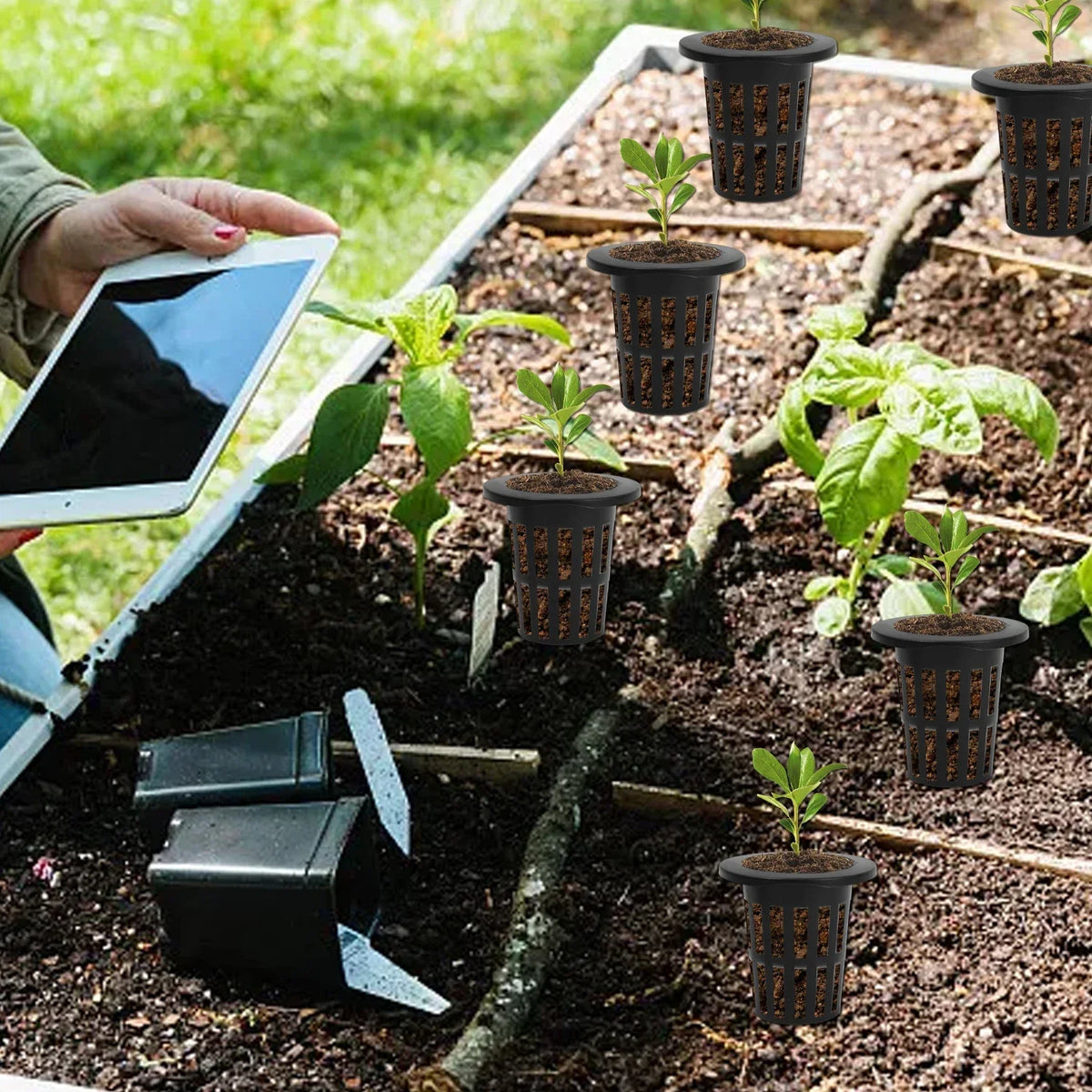 A hand holds a tablet next to small black mesh net pots containing young plants in dark soil.