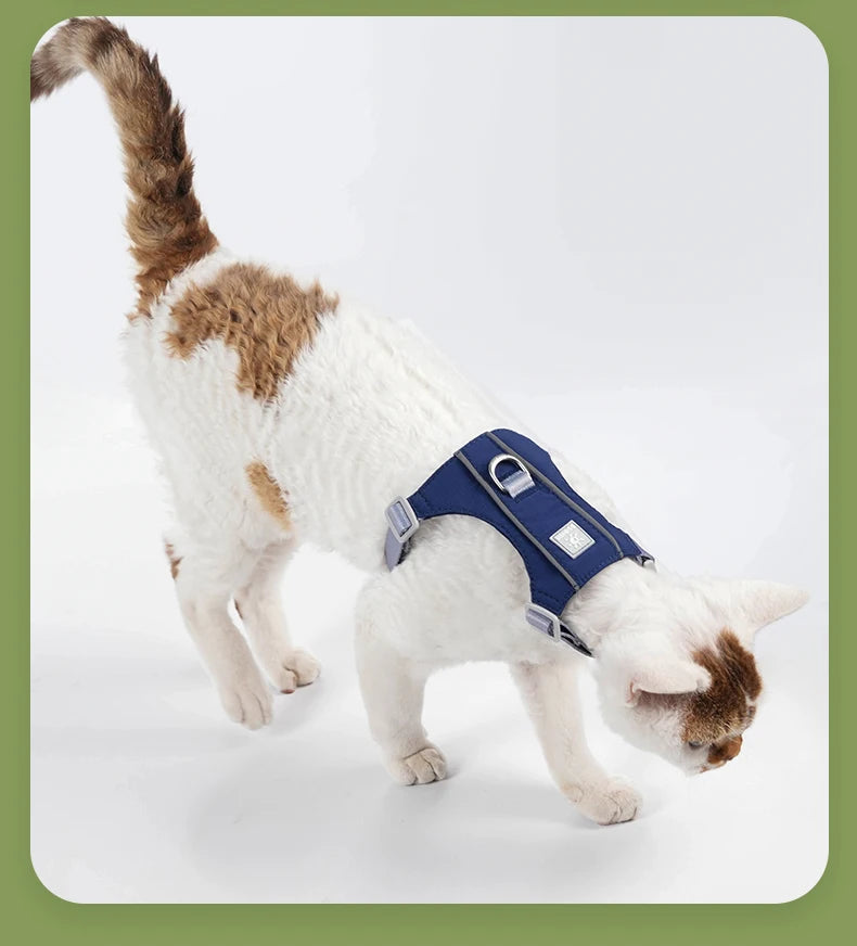 A white and brown cat is wearing a blue escape-proof harness and leash set.