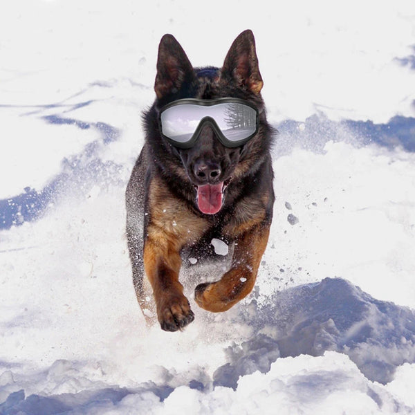 A brown German Shepherd dog wearing goggles jumping through snow.