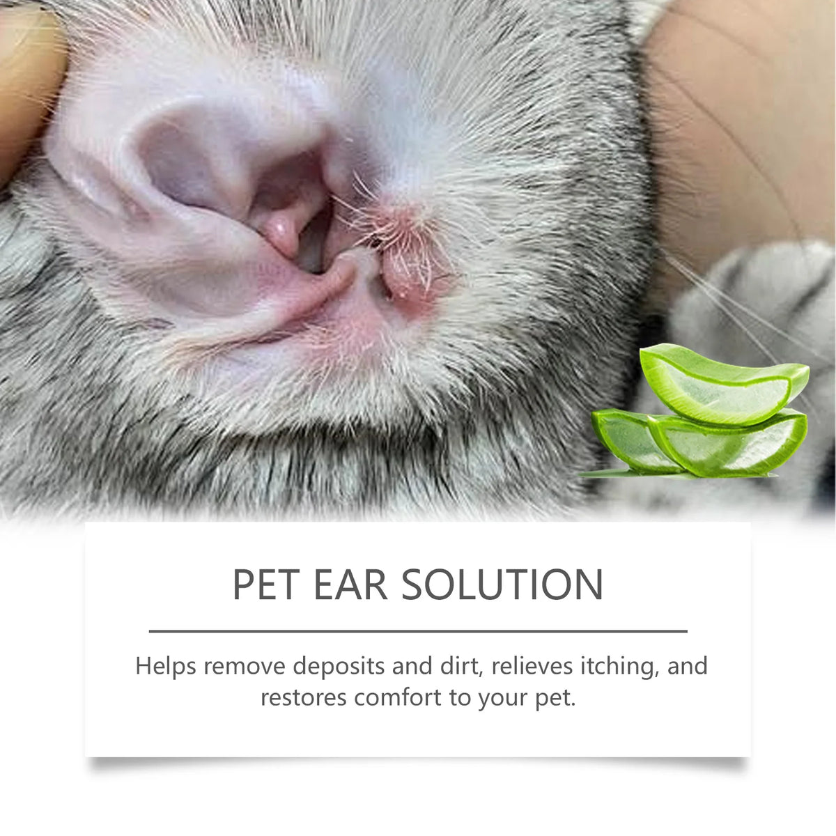 Close-up of a cat's ear with natural pet ear cleaning solution drops being applied.