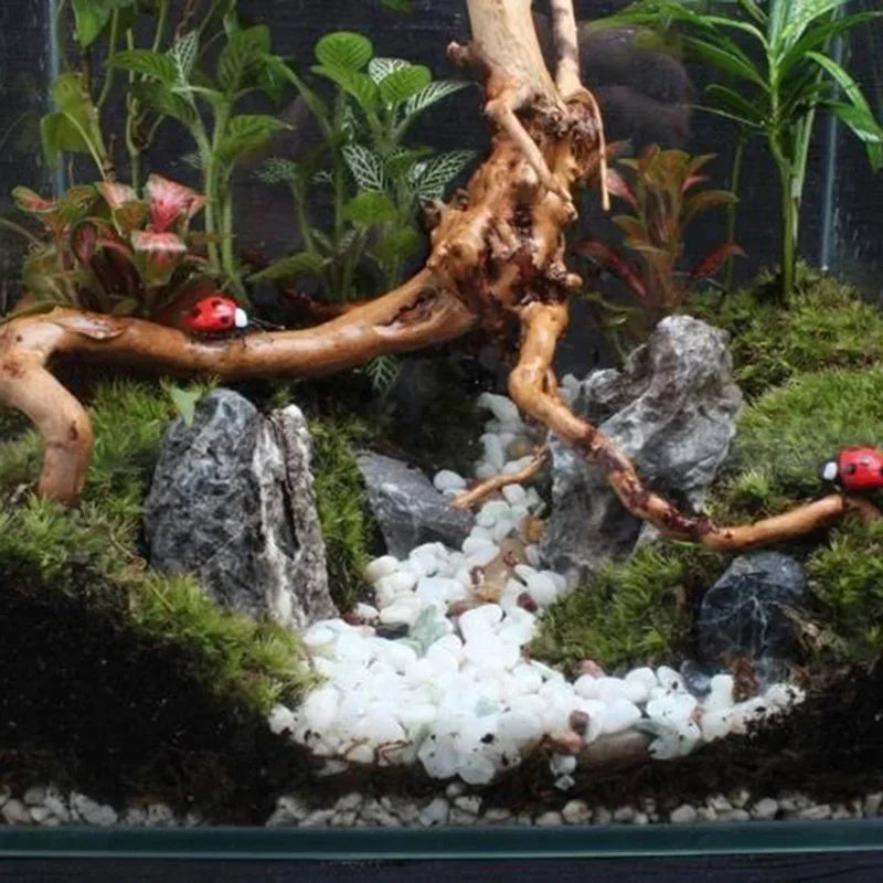 Natürlicher Treibholzast, dekoriert mit Moos und Steinen in einem Aquarium