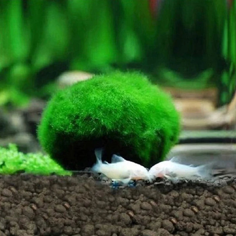 Bola de Musgo Marimo Artificial para Acuario