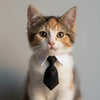 Adjustable Bow Tie Collar for Cats and Small Dogs