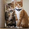 Two tabby cats wearing black adjustable collars with airtag holders and bells