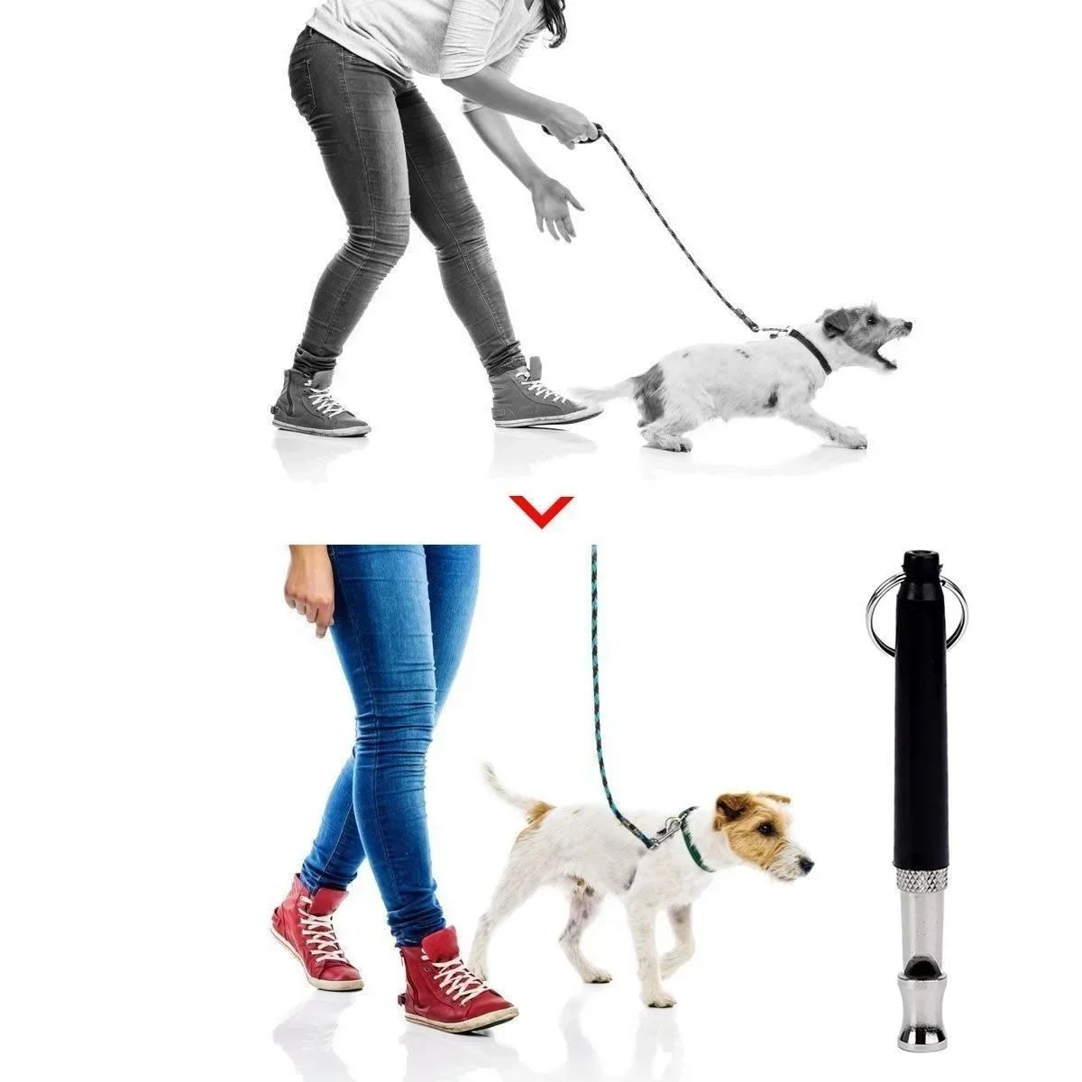 A person is using an ultrasonic dog training whistle to interact with a dog.
