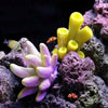 Artificial Coral Reef Aquarium Decoration with Starfish