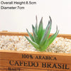 A green succulent plant with spiky leaves is displayed in a wooden box filled with small pebbles.