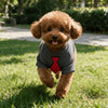 A fluffy golden retriever puppy wearing a gray waffle knit shirt with a red tie, standing in green grass.