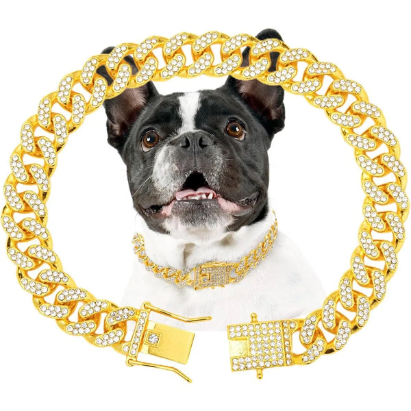 A black and white dog wearing a thick gold plated diamond link collar necklace.