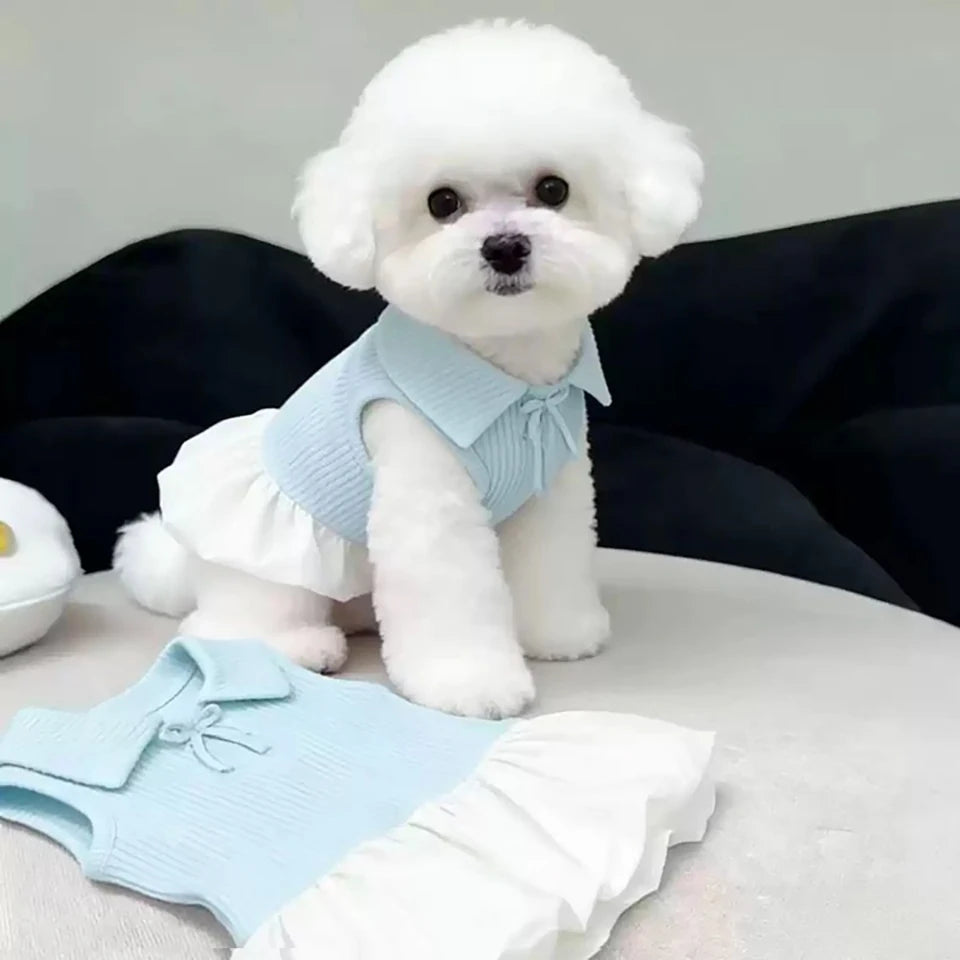 Un caniche blanco vistiendo un vestido polo de peluche fino azul claro de verano y pantalones a juego.