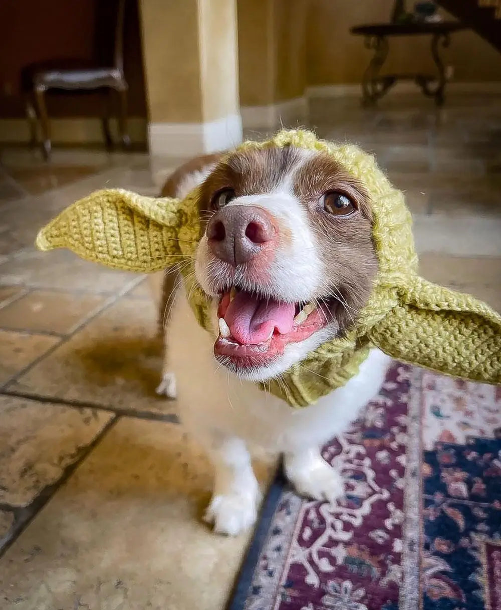 Ein braun-weißes Hund mit gelbem Strickohrenschutz, lächelnd und keuchend.