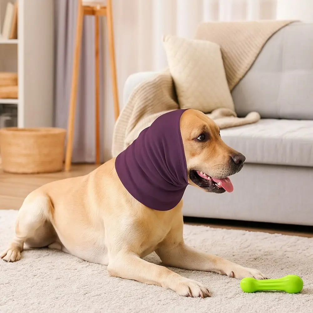 Ein hellbraunes Hund liegt auf einem weißen Teppich und trägt eine lila beruhigendes Ohrpolster für Haustiere.