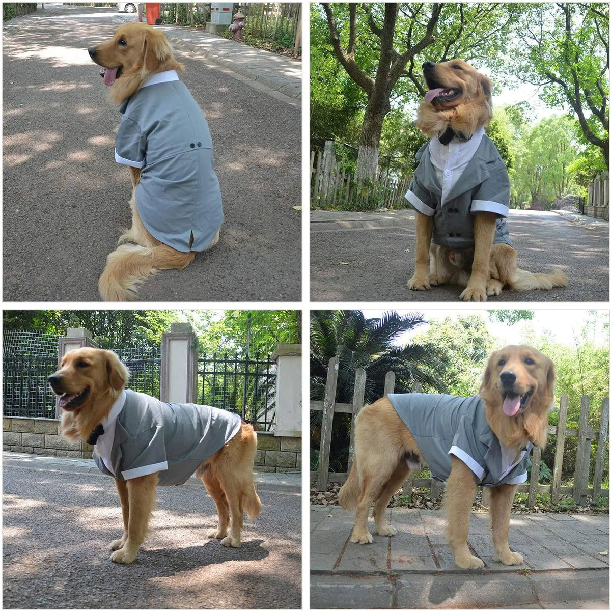 A golden retriever wearing a gray tuxedo coat with a black bow tie sitting outdoors.