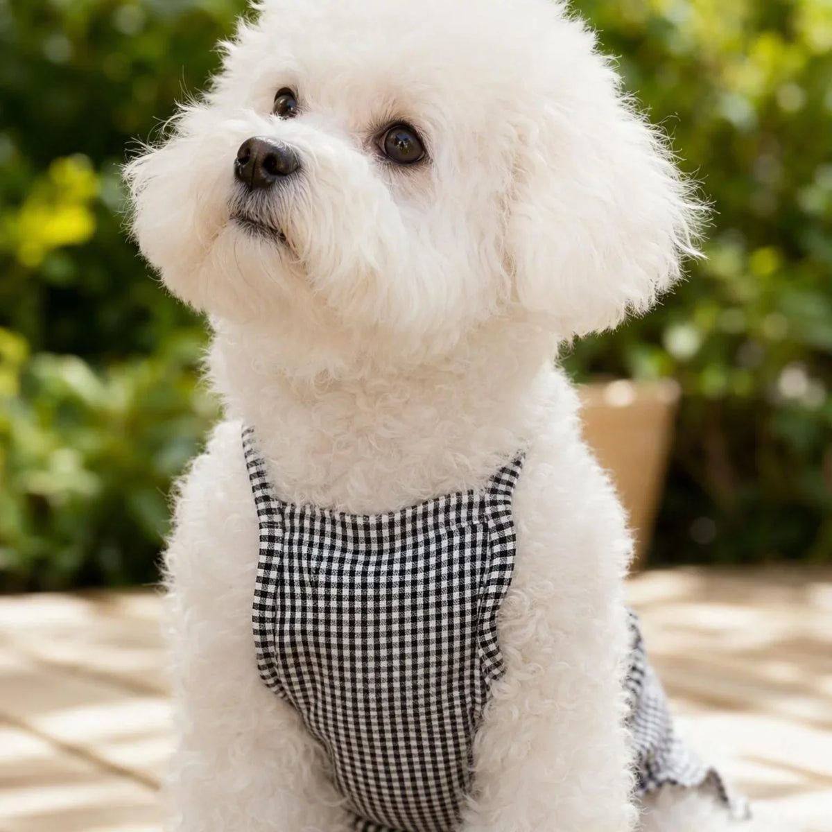 A fluffy white dog wearing a black and white checkered tank top, looking up.