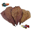 Natural Indian Almond Leaves for Aquarium Water Conditioning