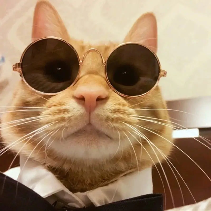 Nahaufnahme einer orangen Streifkatze mit runden, goldgerahmten Sonnenbrillen.