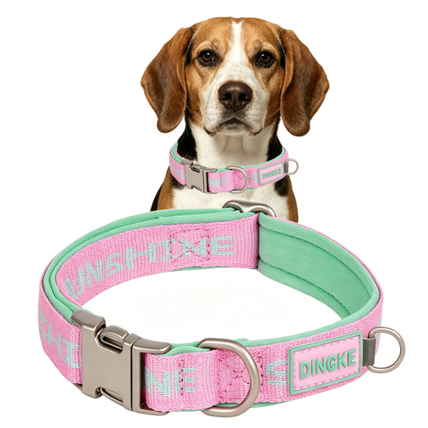A brown and white dog wearing a pink woven letter collar with an alloy buckle.