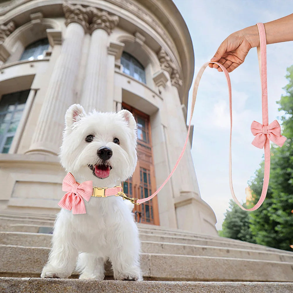 A white dog stands on stone steps wearing a pink velvet bowknot collar and leash.