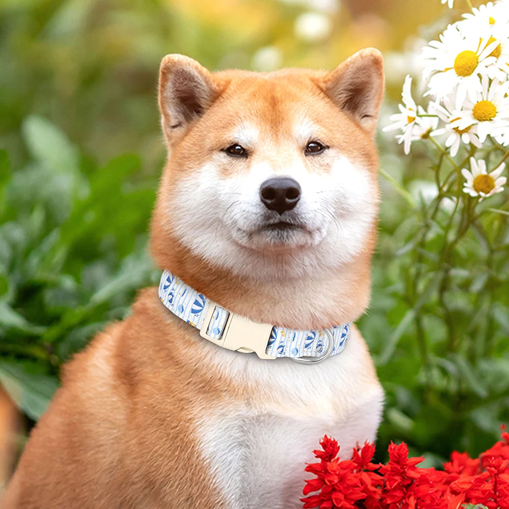 A fluffy orange and white Shiba Inu dog wearing an adjustable nylon collar with a blue bee and flower print, sitting outdoors