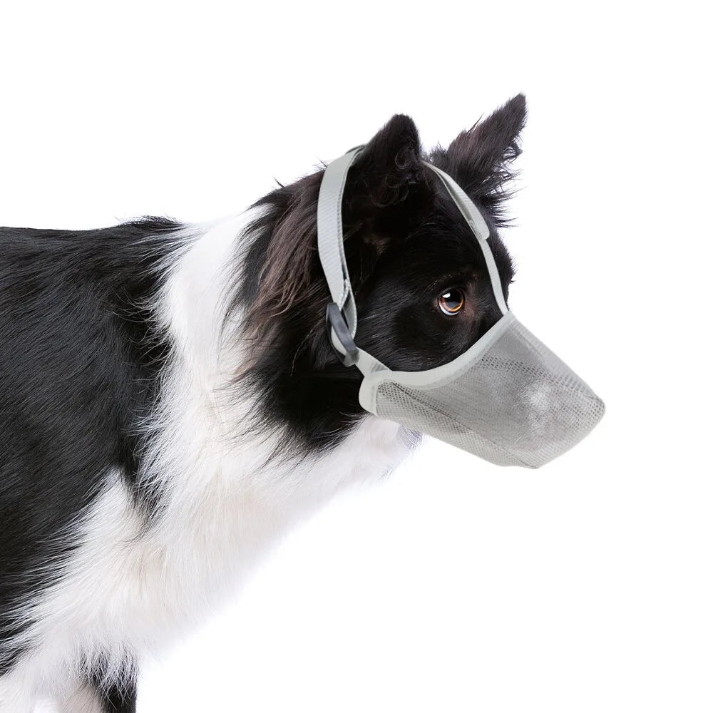 Perro en blanco y negro usando un hocico de malla suave gris claro para protección del cebo.