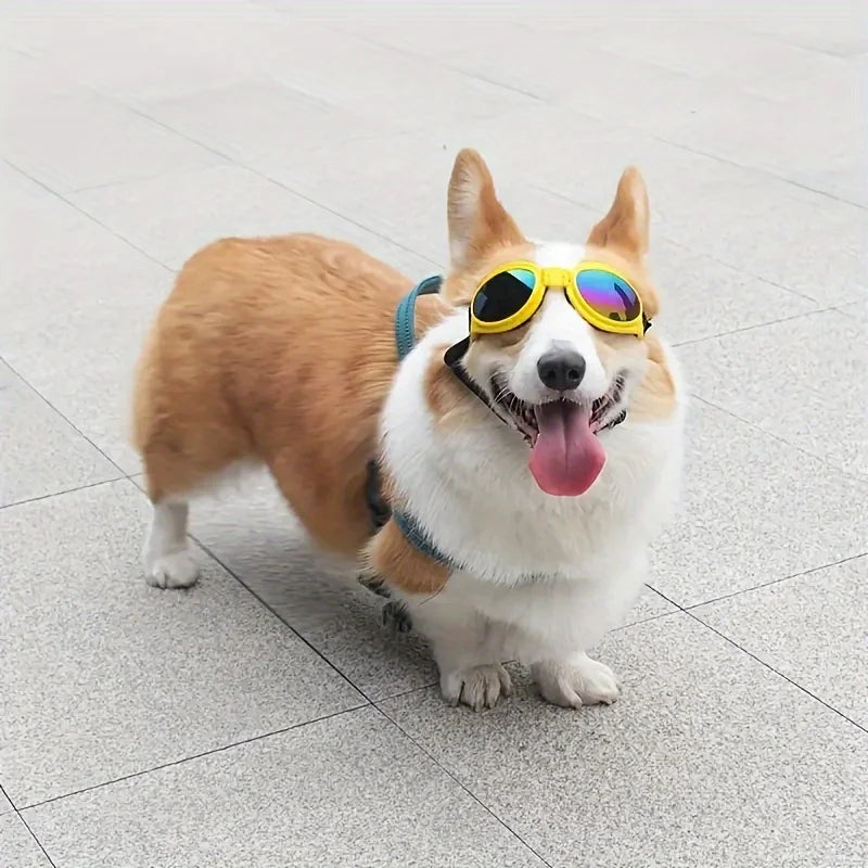 A happy, light brown and white dog wearing yellow-framed sunglasses