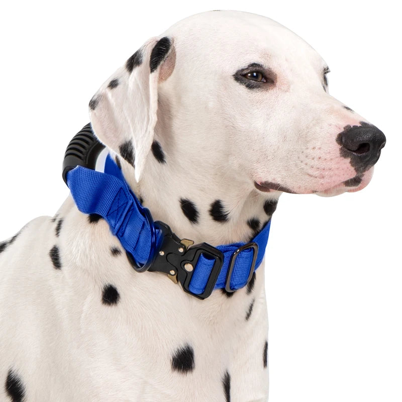 A white dog wearing a blue tactical collar with a black handle.