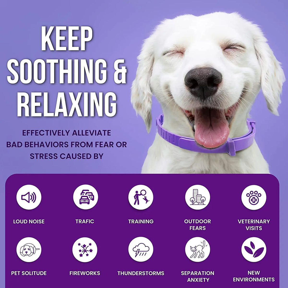 Perro blanco feliz con collar morado, ilustrando el uso de un collar natural calmante para aliviar la ansiedad.